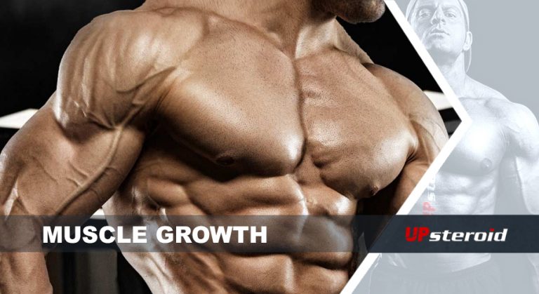 نمو العضلات